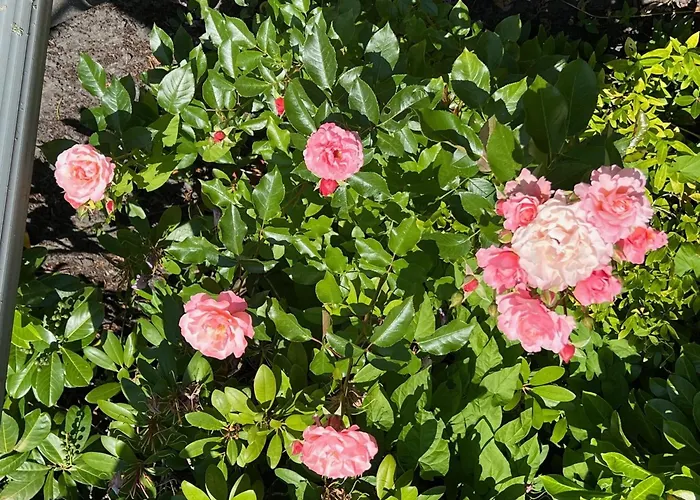 Ilse Hans Apartment Horumersiel